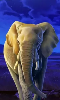 African Elephant